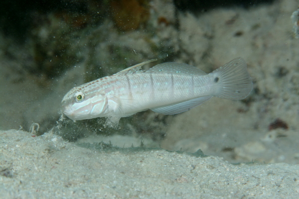 Gobies - Butterfly Goby