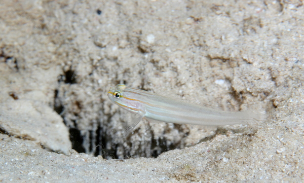 Gobies - Nocturn Goby Gobies - Nocturn Goby