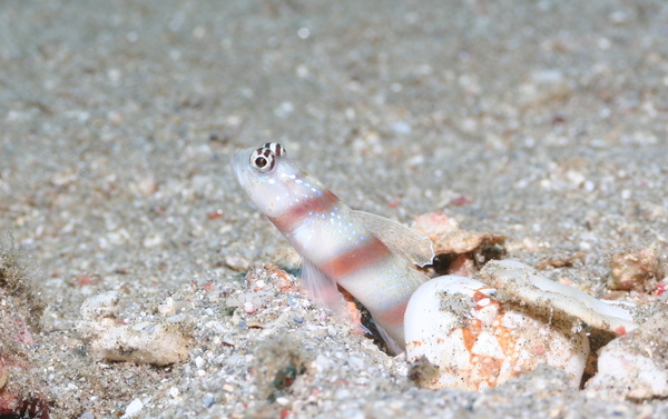 Gobies - Magnus prawn goby