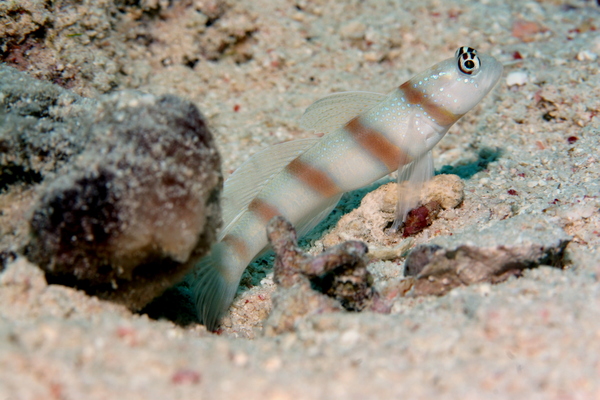 Gobies - Magnus prawn goby