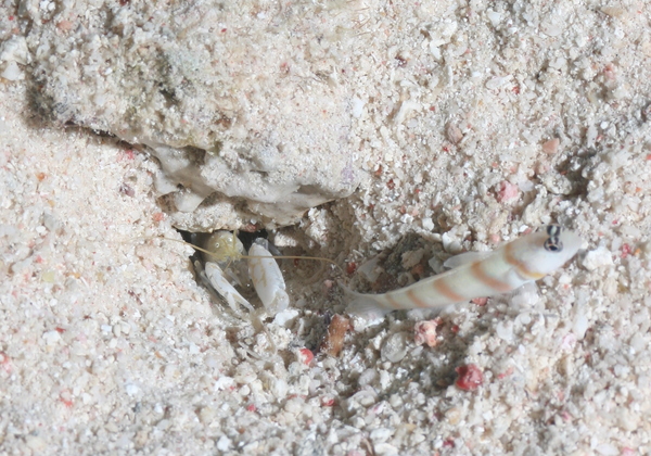 Gobies - Magnus prawn goby Gobies - Magnus prawn goby