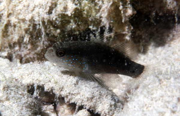 Gobies - Starry goby