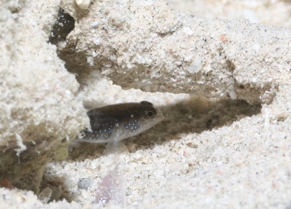 Gobies - Starry goby