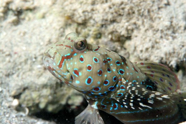 Gobies - Harlequin prawn goby