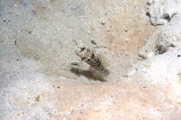 Gobies - Harlequin prawn goby