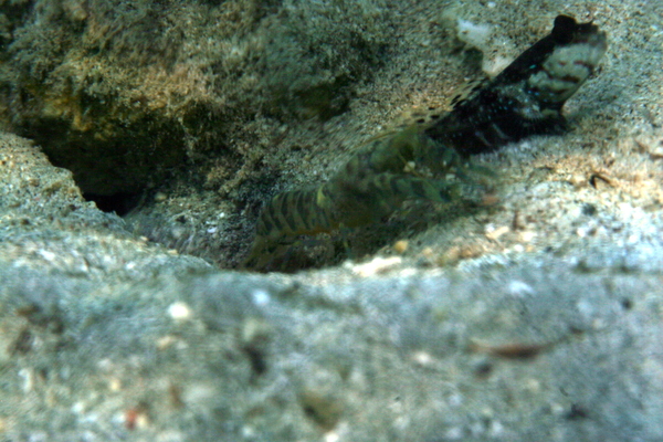 Gobies - Ninebar prawn goby