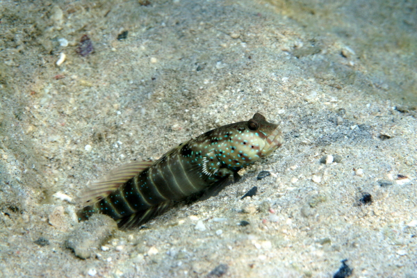 Gobies - Ninebar prawn goby