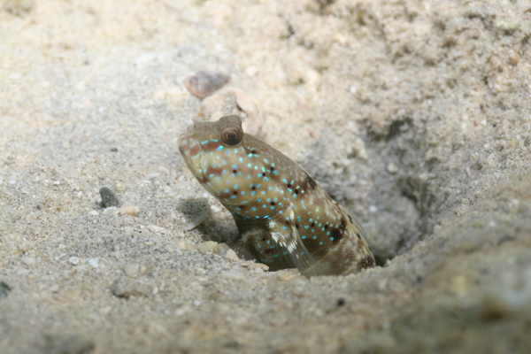 Gobies - Ninebar prawn goby Gobies - Ninebar prawn goby