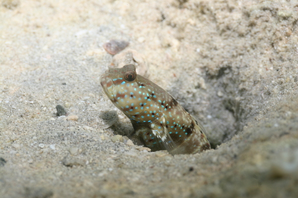 Gobies - Ninebar prawn goby