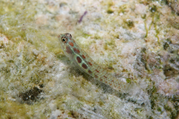 Gobies - Spotted Dwarfgoby