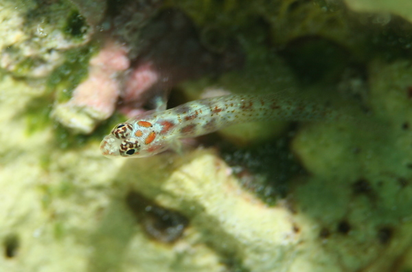 Gobies - Spotted Dwarfgoby