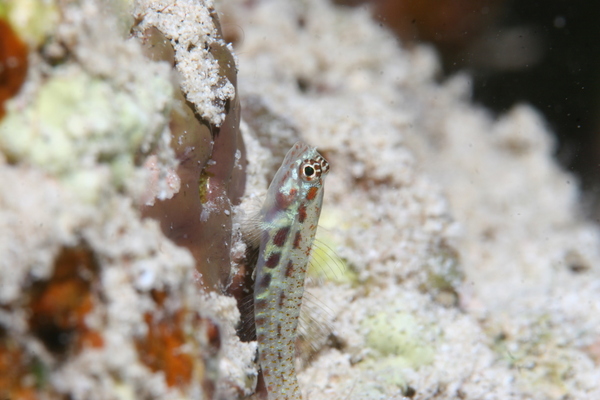 Gobies - Spotted Dwarfgoby