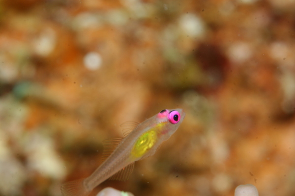 Gobies - Redeye Goby