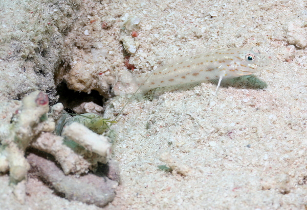 Gobies - Red Sea Shrimpgoby