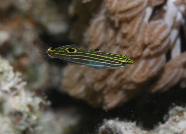 Gobies - Hector's Goby