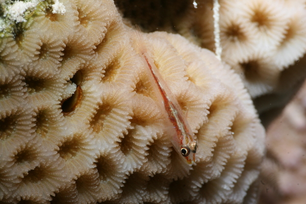 Gobies - Common Ghost Goby