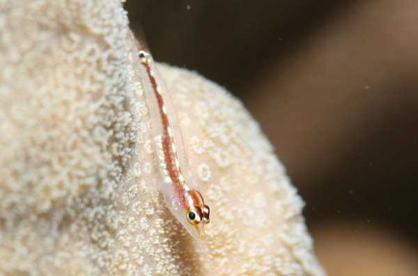 Gobies - Sebree's goby