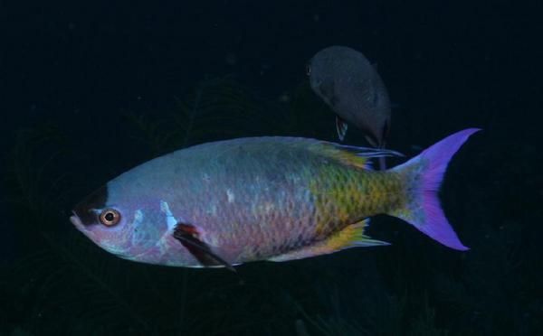 Wrasse - Creole Wrasse