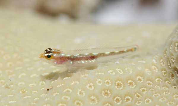 Gobies - Sebree's goby