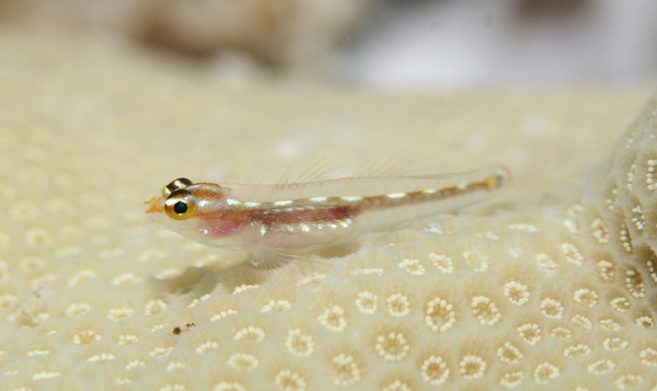 Gobies - Sebree's goby