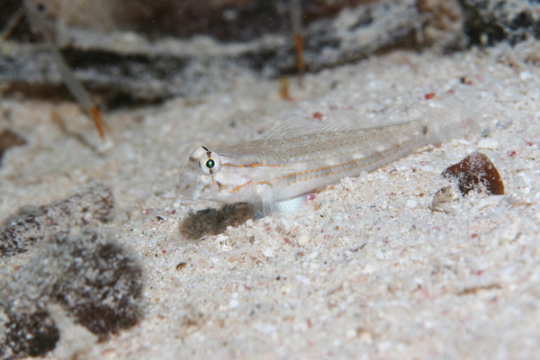 Gobies - Eye-bar Goby
