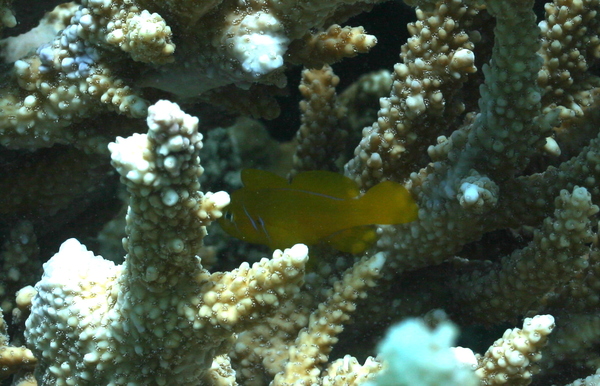 Gobies - Lemon Coral Goby