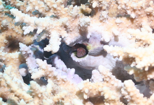 Gobies - Reticulate goby