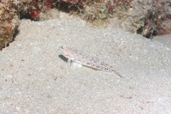 Gobies - Decorated goby