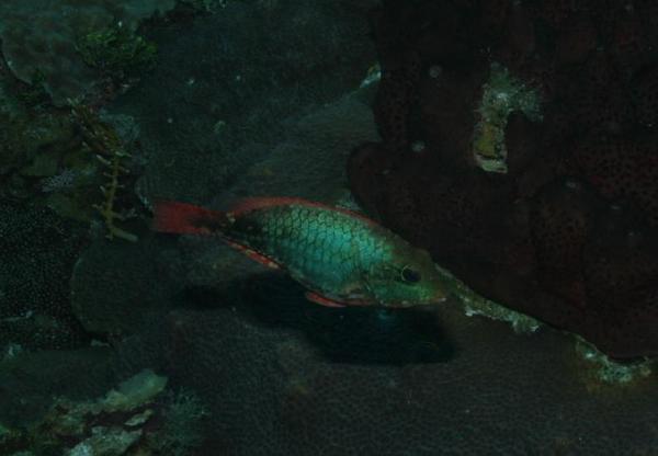 Parrotfish - Redband Parrotfish