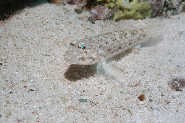 Gobies - Decorated goby