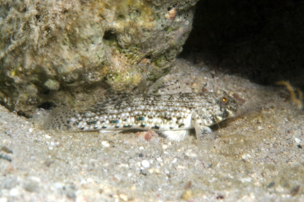 Gobies - Ornate goby