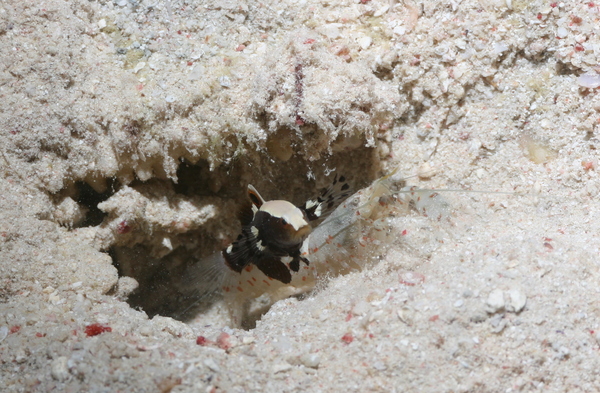 Gobies - Whitecap Goby