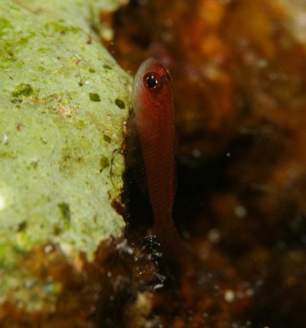 Gobies - Avidori Goby