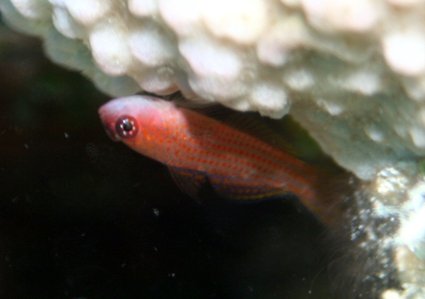 Gobies - Avidori Goby