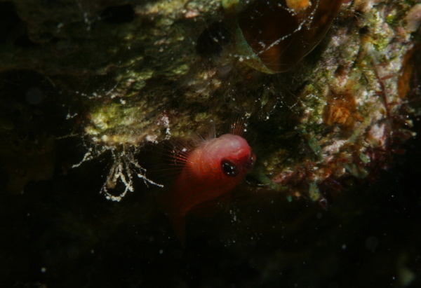 Gobies - Avidori Goby