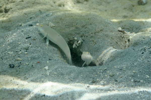 Gobies - Sixspot goby