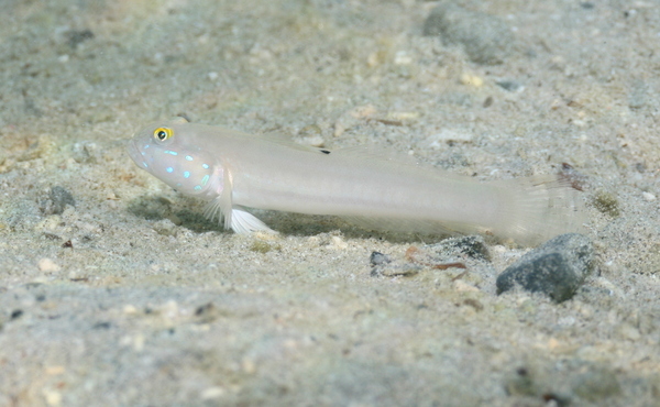 Gobies - Sixspot goby