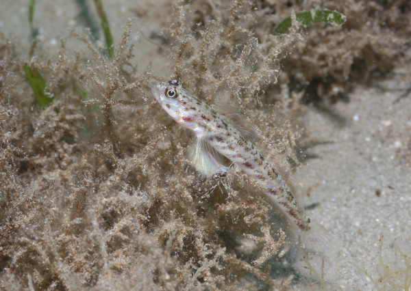 Gobies - Candystick goby