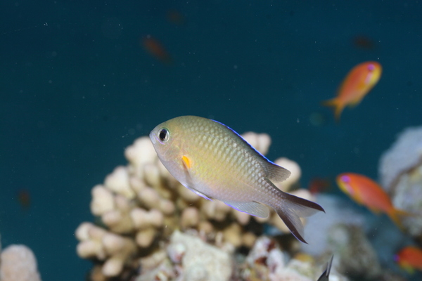 Damselfish - Arabian chromis