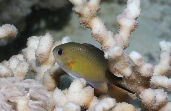 Damselfish - Arabian chromis