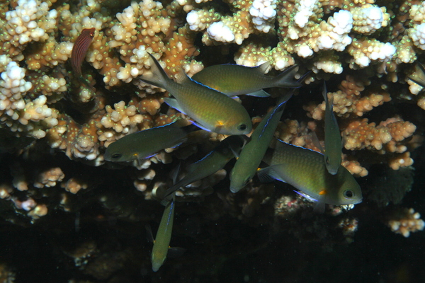 Damselfish - Arabian chromis