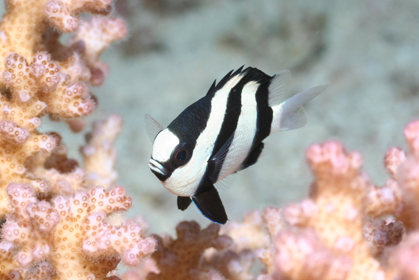 Damselfish - Banded Damselfish