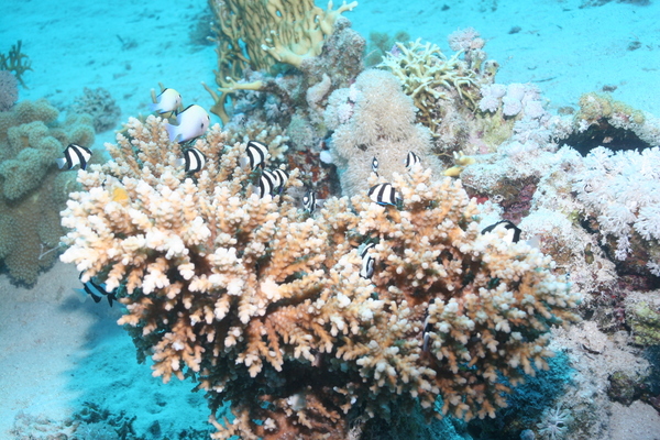 Damselfish - Banded Damselfish