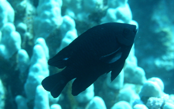 Damselfish - Black Damselfish Damselfish - Black Damselfish