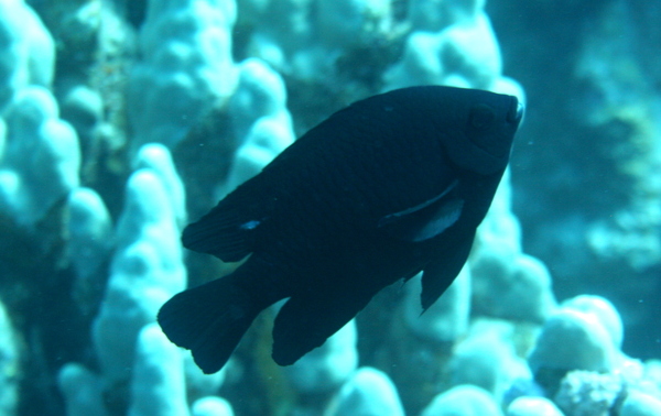 Damselfish - Black Damselfish