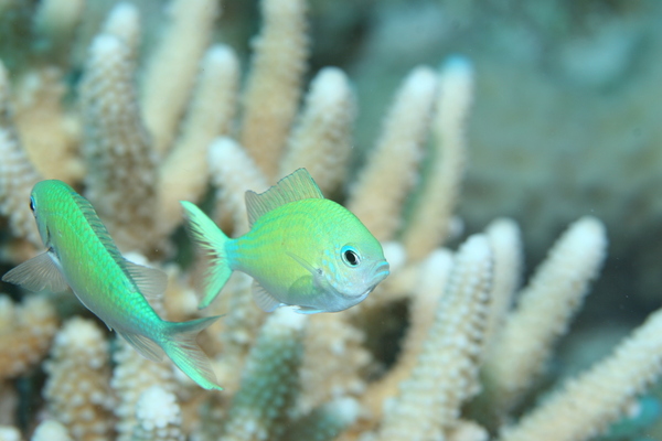 Damselfish - Blue Green Damselfish