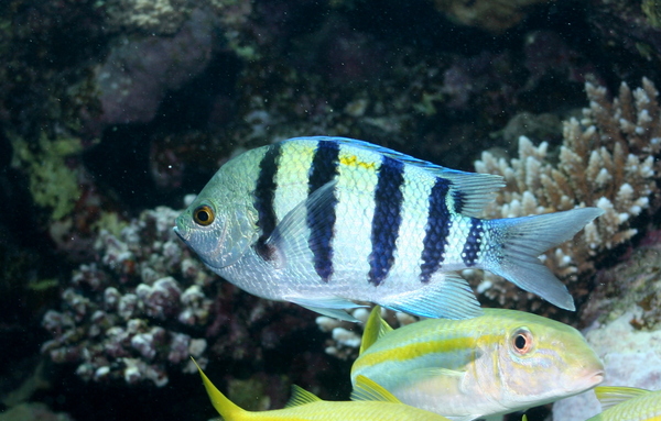 Damselfish - Indo-Pacific Sergeant