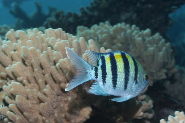 Damselfish - Indo-Pacific Sergeant