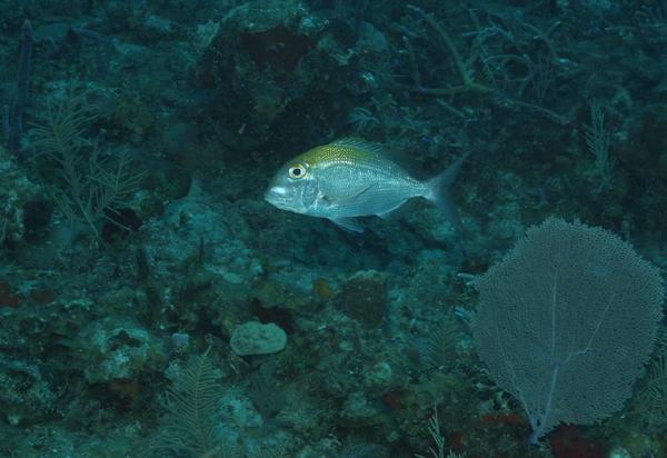 Porgies - Jolthead Porgy