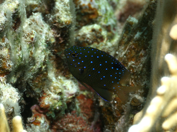 Damselfish - Jewel Damselfish